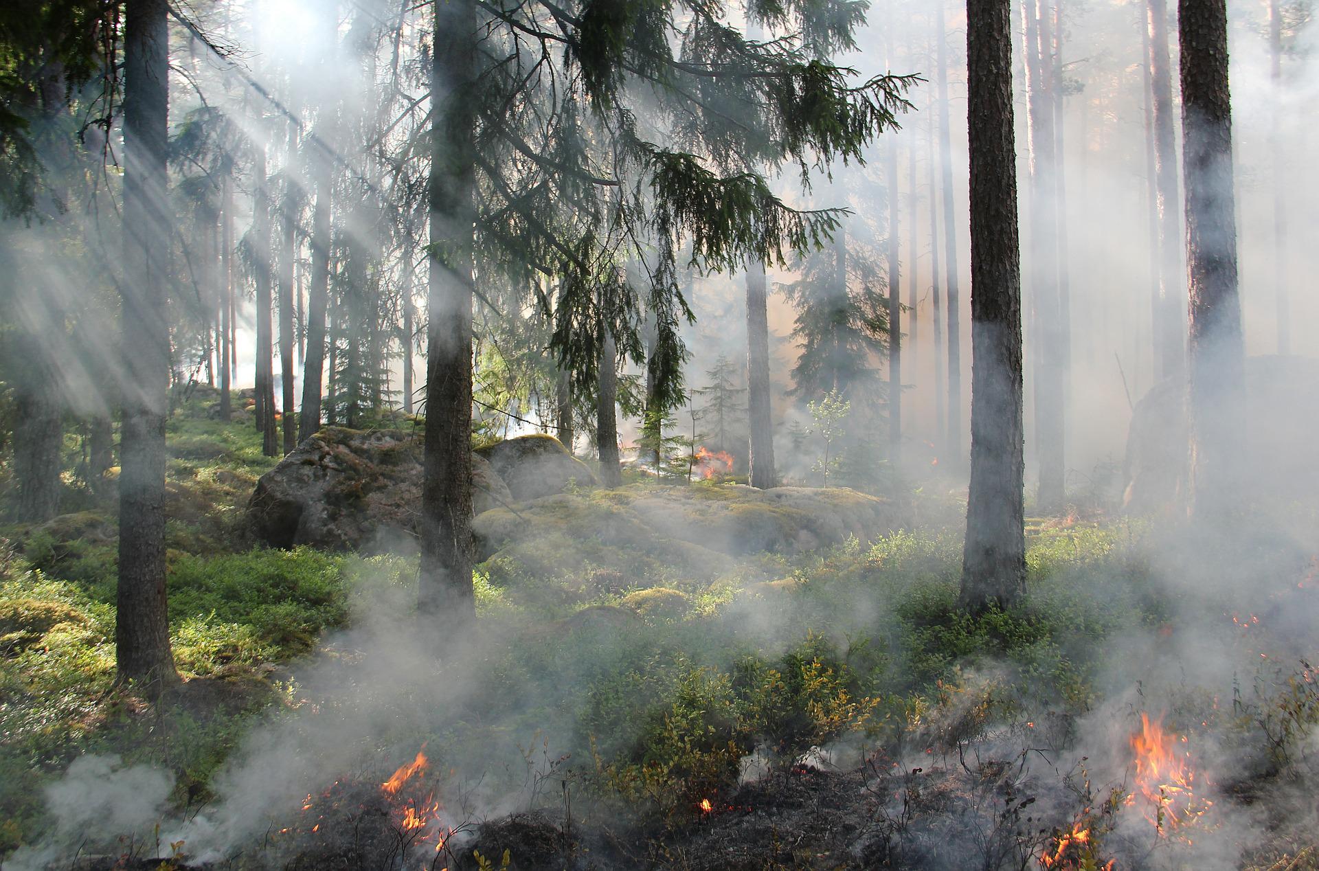 Forest Conservation Stock Photo