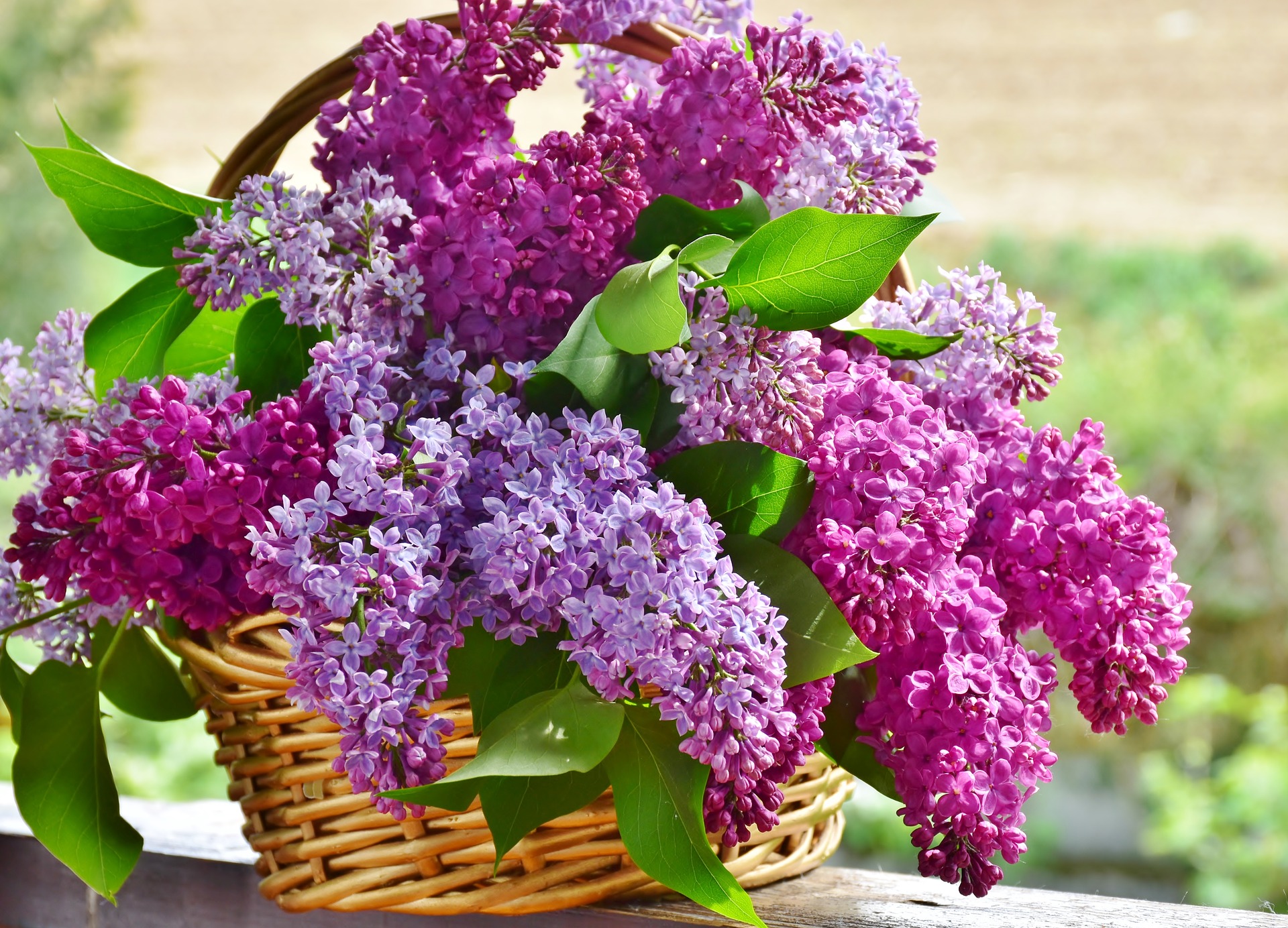 Lilac flower stock photo
