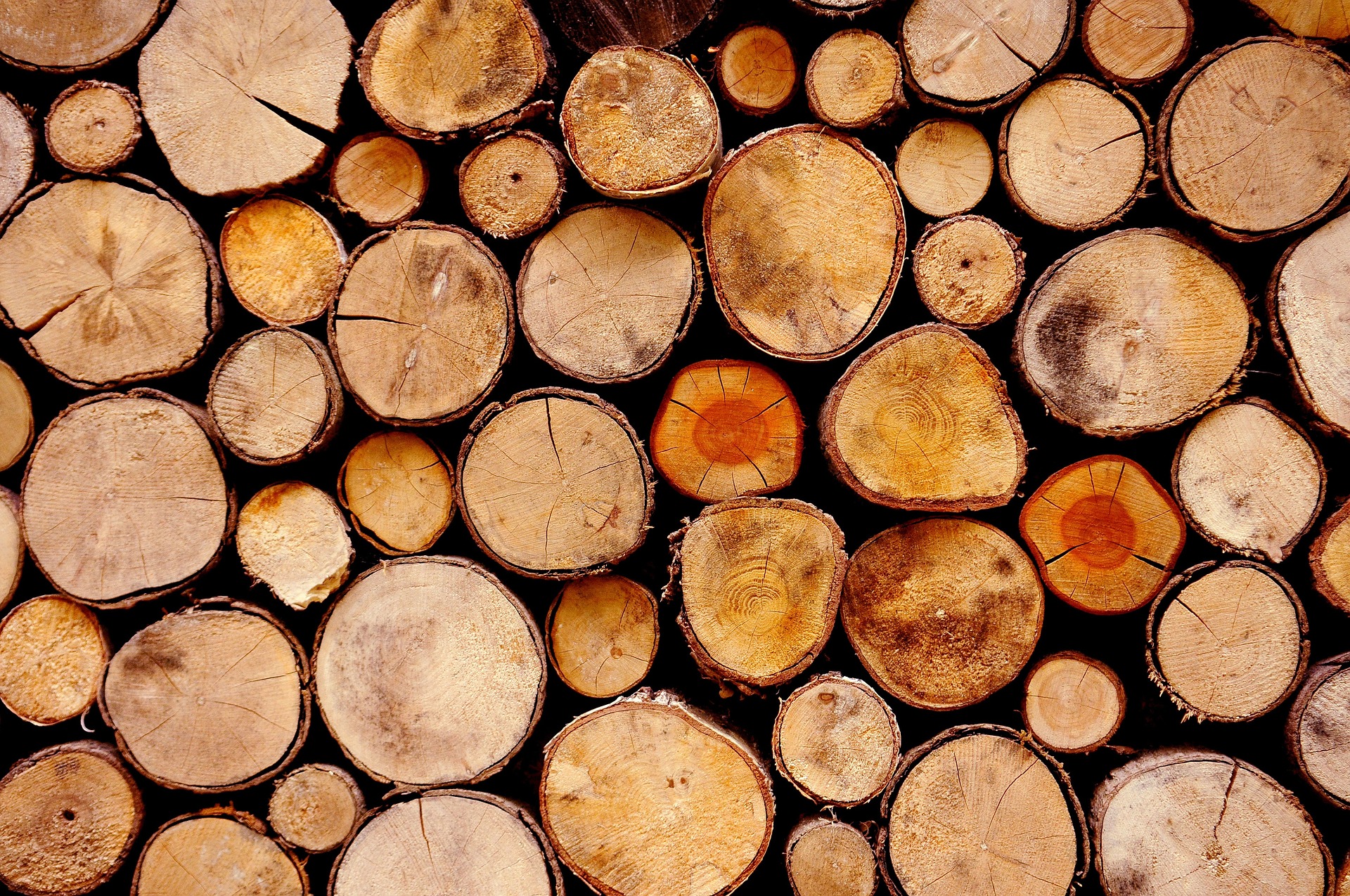 Lumber Trees Stock Photo
