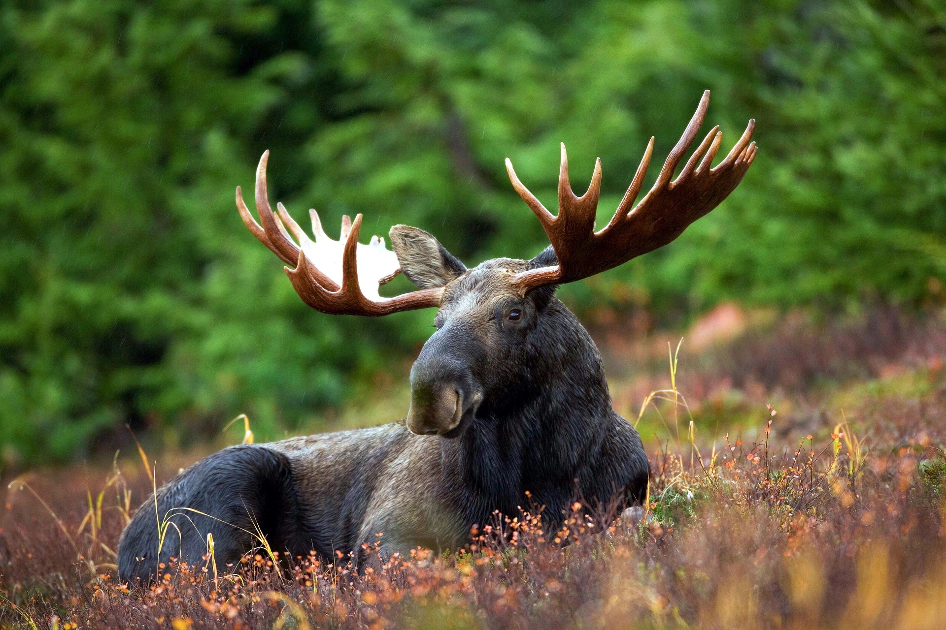 Moose Stock Photo