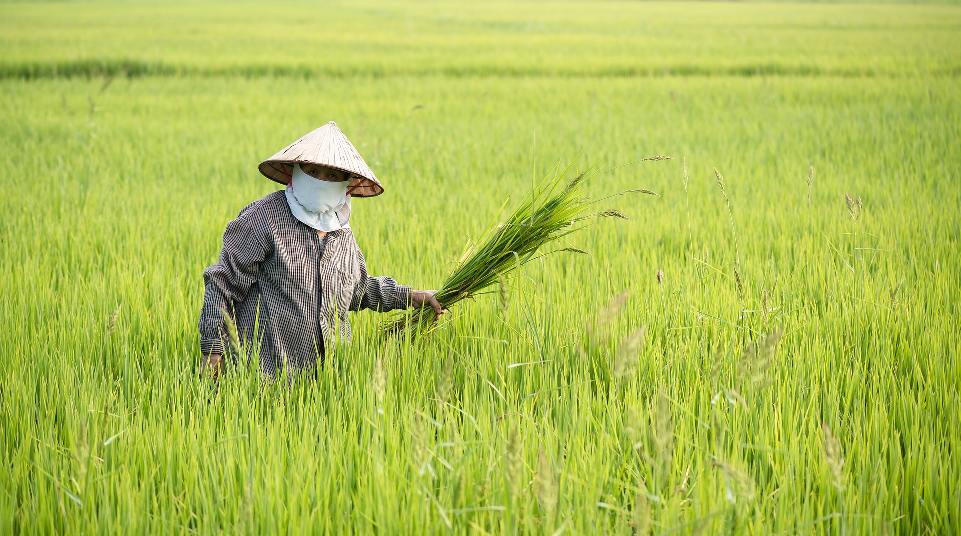 Rice Farm Stock Photo
