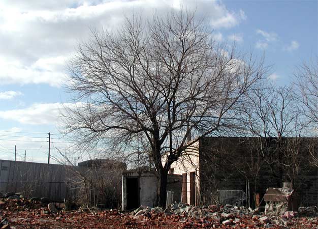 Last house standing on Arlington Street — February 7, 2004