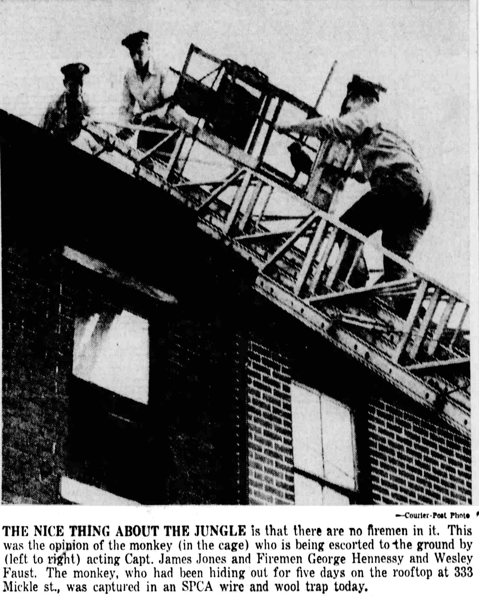 Acting Capt. James Jones and Firemen George Hennessy and Wesley Faust escorting the caged monkey down an aerial ladder