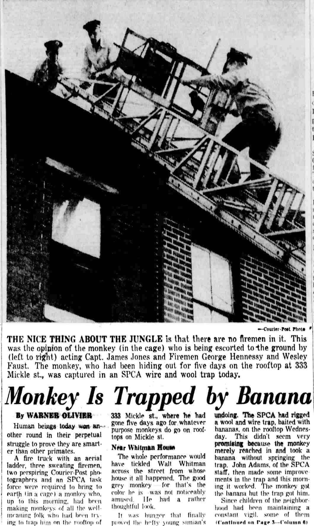 August 20, 1954 Courier-Post article about monkey rescue