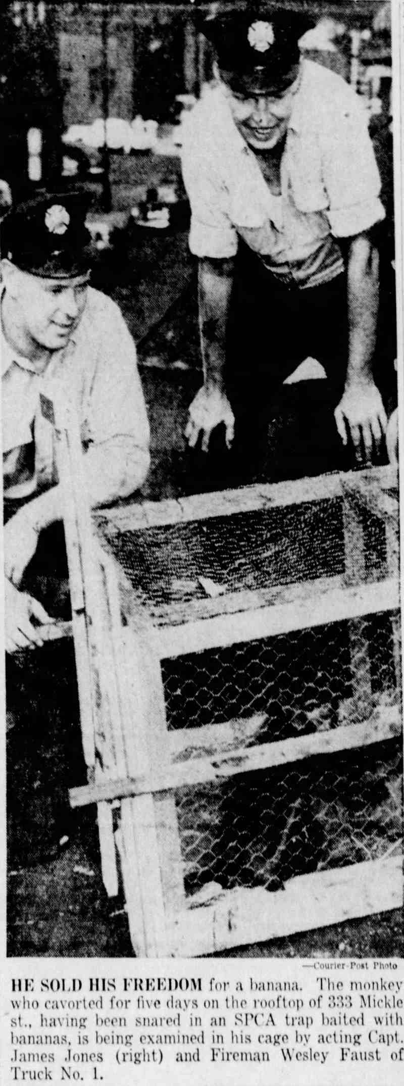 Acting Capt. James Jones and Fireman Wesley Faust examining the captured monkey in its cage